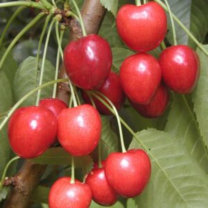 Prunus avium 'Kordia'