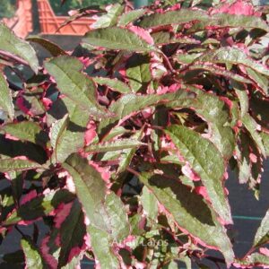 Prunus cerasifera 'Hessei'