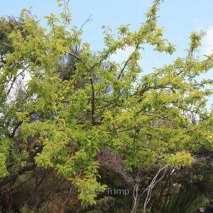 Prunus domestica 'Mirabelle de Nancy'