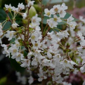 Prunus incisa 'Kojou-no-mai'