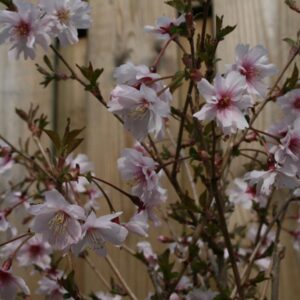 Prunus incisa 'Mikinori'