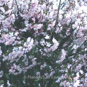 Prunus kurilensis 'Ruby'