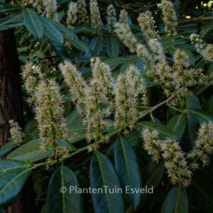 Prunus laurocerasus 'Caucasica'