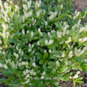 Prunus laurocerasus 'Mano'