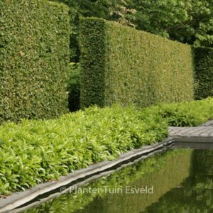 Prunus laurocerasus 'Mount Vernon'