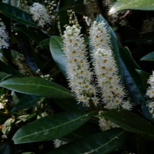 Prunus laurocerasus 'Otto Luyken'