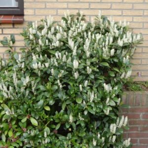 Prunus laurocerasus 'Van Nes'