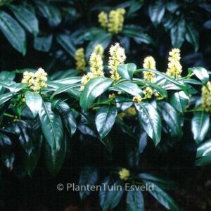 Prunus laurocerasus 'Zabeliana'