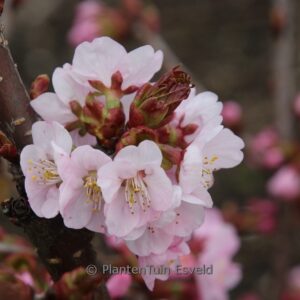Prunus nipponica 'New Spring'