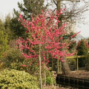 Prunus persica 'Melred'