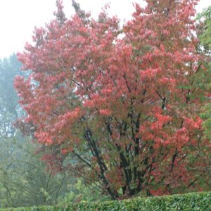 Prunus sargentii 'Rancho'
