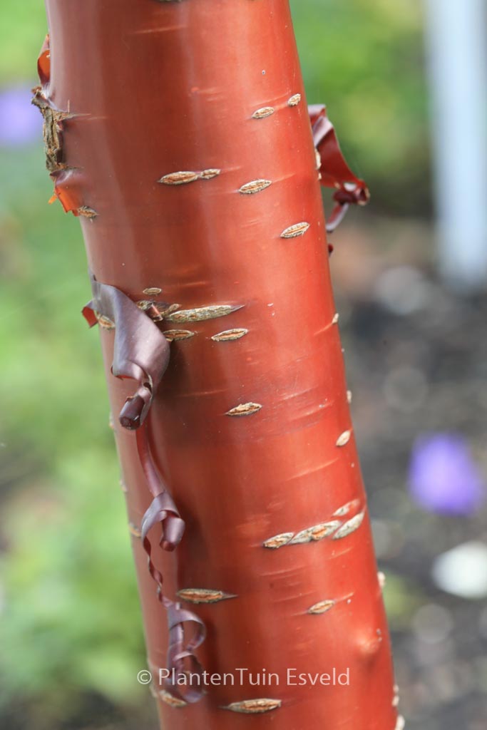 Prunus serrula 'Branklyn'