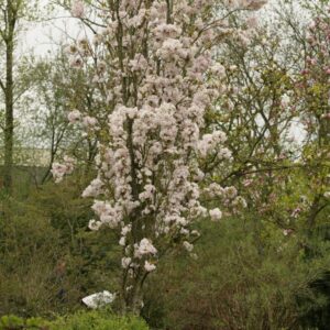 Prunus serrulata 'Amanogawa'