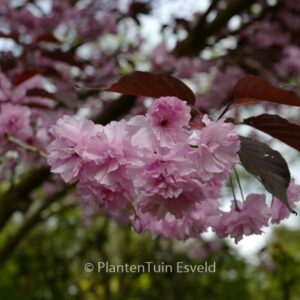 Prunus serrulata 'Royal Burgundy'