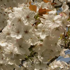 Prunus serrulata 'Taihaku'