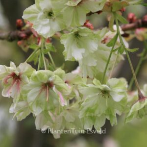 Prunus serrulata 'Ukon'