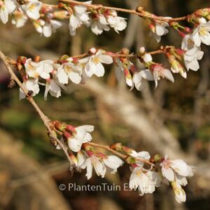 Prunus subhirtella 'Autumnalis'
