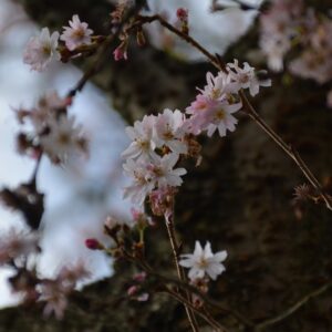 Prunus subhirtella 'Autumnalis Rosea'