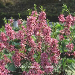 Prunus tenella 'Fire Hill'