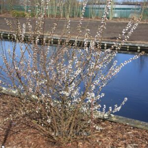 Prunus tomentosa