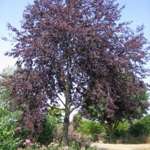 Prunus virginiana 'Canada Red'