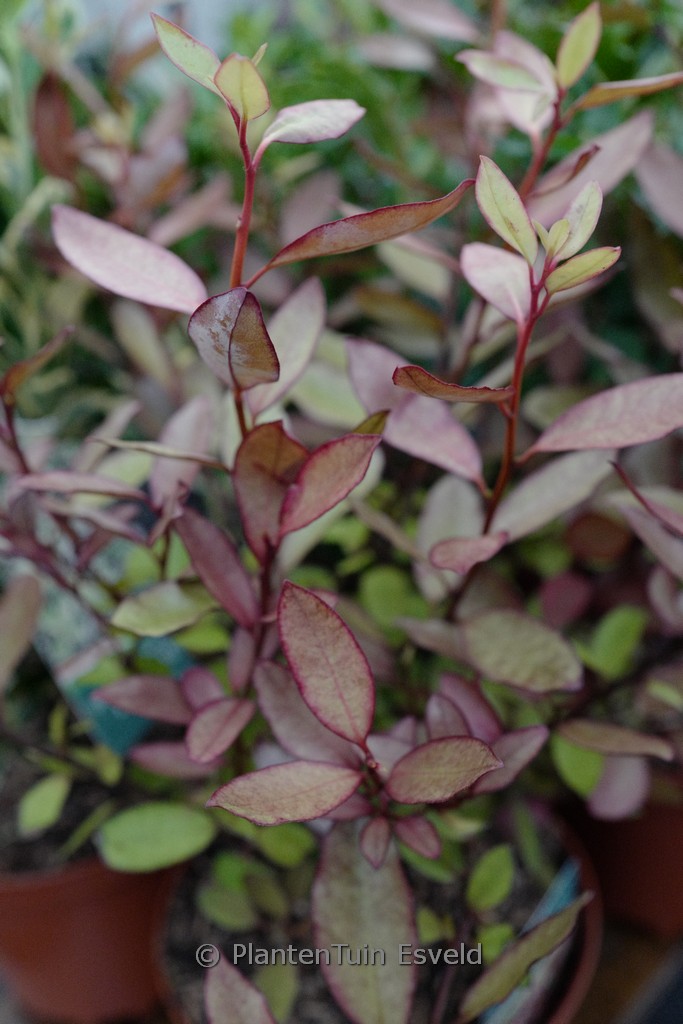 Pseudowintera colorata 'Marjorie Congreve'