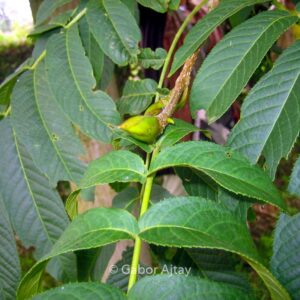 Pterocarya rhoifolia