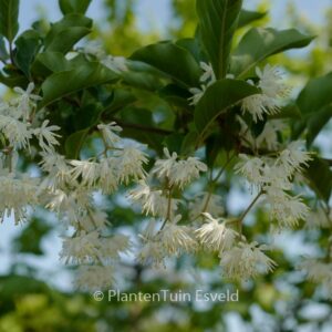 Pterostyrax corymbosa