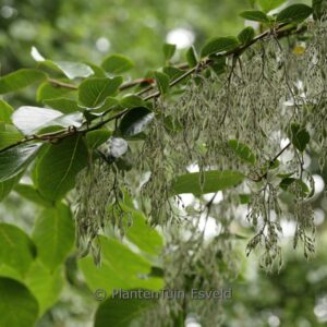 Pterostyrax psilophyllus