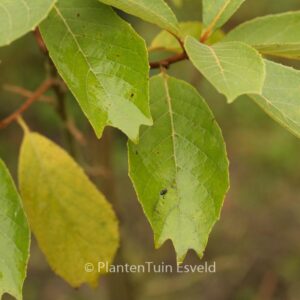 Pterostyrax psilophyllus leveillei