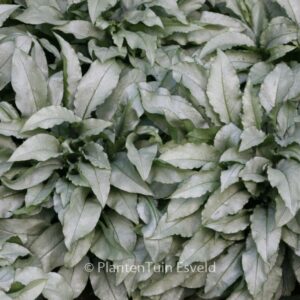 Pulmonaria 'Majestee'