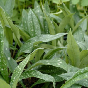 Pulmonaria 'Miss Elly'