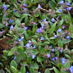 Pulmonaria angustifolia 'Azurea'