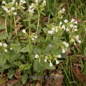 Pulmonaria officinalis 'Alba'