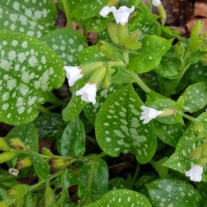 Pulmonaria officinalis 'Sissinghurst White'