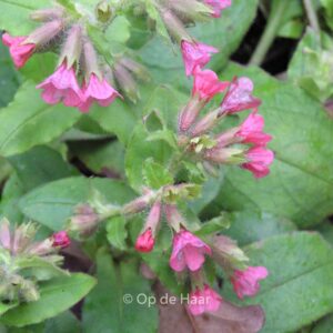 Pulmonaria rubra