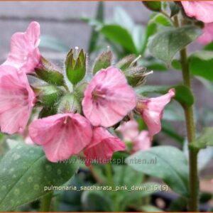 Pulmonaria saccharata 'Pink Dawn'