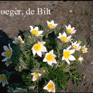 Pulsatilla vulgaris 'Alba'