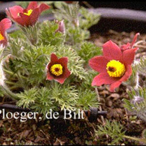 Pulsatilla vulgaris 'Roede Klokke'