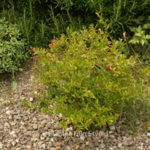 Punica granatum 'Nana'