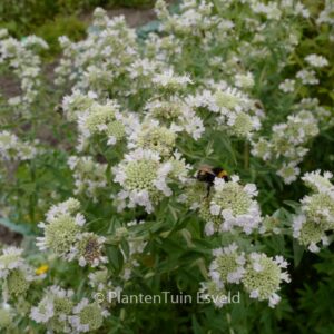 Pycnanthemum pilosum