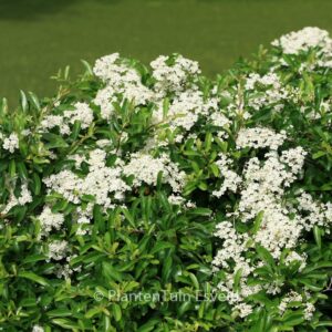 Pyracantha 'Firelight'