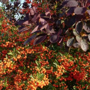 Pyracantha 'Orange Glow'