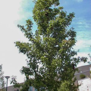 Pyrus calleryana 'Redspire'