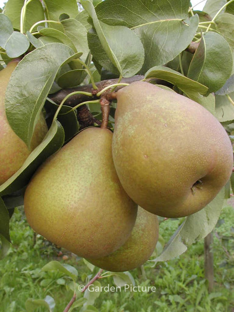 Pyrus communis 'Beurre Hardy' (GELLERT'S BUTTERBIRNE)