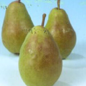 Pyrus communis 'Charneux'