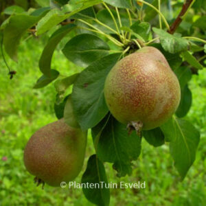 Pyrus communis 'Clapp's Favourite'