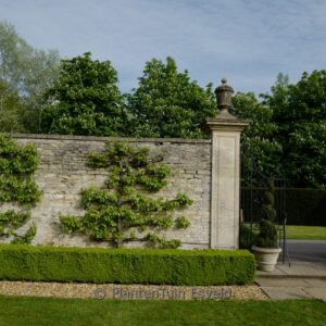 Pyrus communis 'Conference'