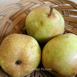 Pyrus communis 'Doyenne du Comice'