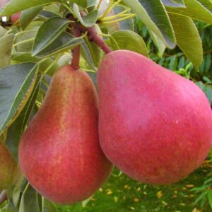 Pyrus communis 'Rode Williams'